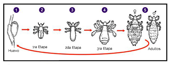 fases de crecimiento del piojo fases de crecimiento del piojo