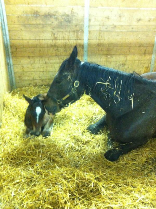 TwinbrookFarms's tweet photo. Another colt for Twinbrook!! A Rock N Roll out of Western Heat, a Western Hanover mare we purchased in Harrisburg! http://t.co/DUTmM3Dw