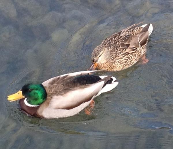cerocchi's tweet photo. Ducks http://t.co/3GjVfH6