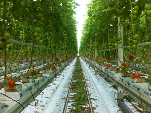 Naast groen nu ook weer meer kleur tussen het gewas!