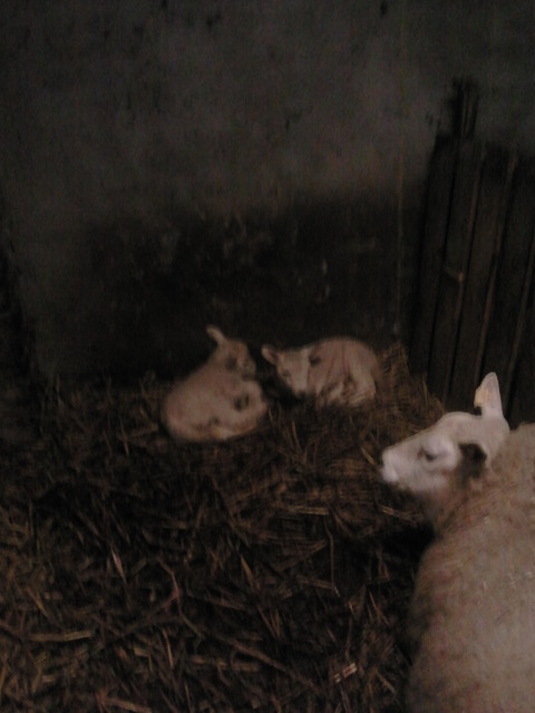 sigridknoll's tweet photo. Hoera nieuwe aanwinsten in de familie! http://t.co/zoU4nE3F