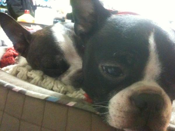 NewSkids's tweet photo. Cute pups http://t.co/jd5g0amb
