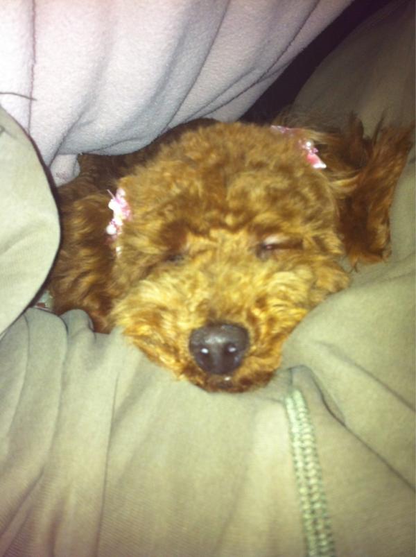 iwamimimi's tweet photo. いきなり布団に入ってき��速攻ねる犬って(>_<)♡かわいすぎる…♡♡寝顔ブスだ��ど http://t.co/kSbOA0XG
