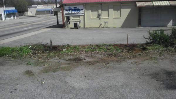 blockaderbrew's tweet image. Just planted the centennial, mount hood, and brewers gold rhizomes at the shop!