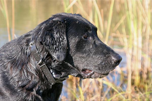 DogTrainingMN's tweet image. 60 degrees here in Albany, MN. Ponds are starting to open up... hopefully this weather is here to stay.