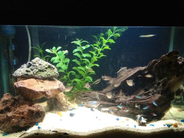 ohhellobernabe's tweet photo. Cleaned fish tank http://t.co/XM0arGiL