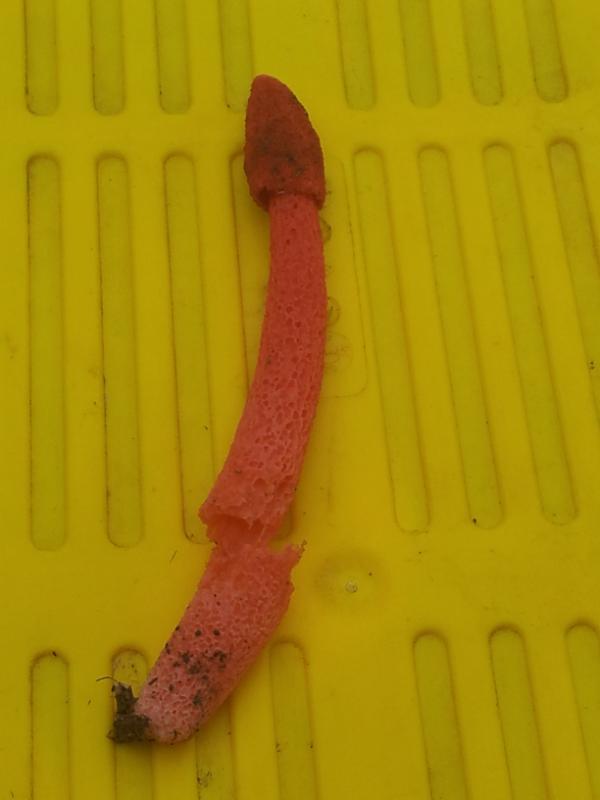 Todays mycology lesson from Barton Estate: Phallus impudicus?  found while picking sauvignon blanc this morning