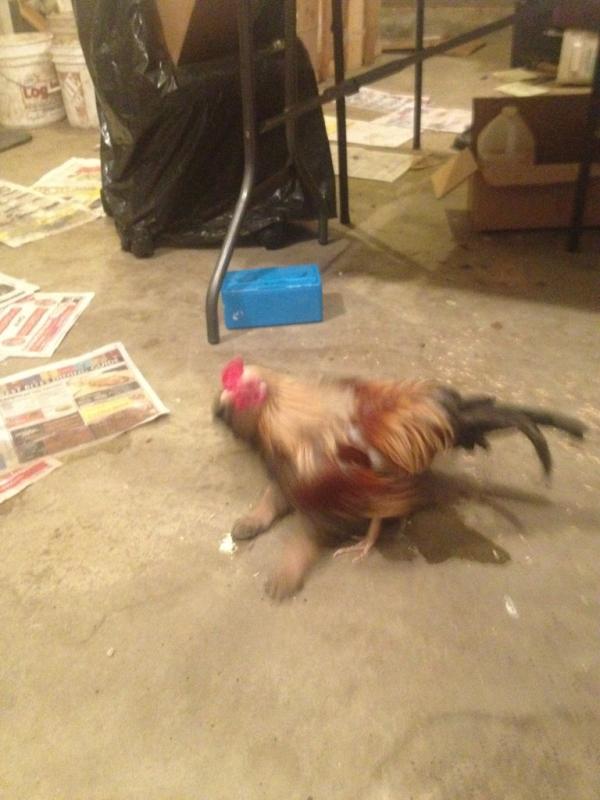 PeepWilchuck's tweet photo. @opayonline in my case I'm the enemy pups are my #prey #baddestcock http://t.co/wbUj3cST