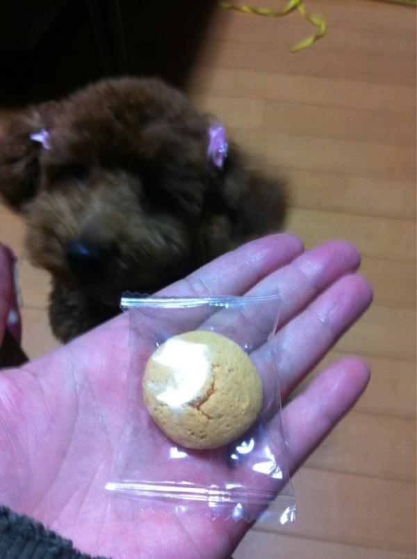 iwamimimi's tweet photo. 犬用めろんぱん♡まぢ匂いもそのまんま！いい時代だね(^O^)／ http://t.co/si9hjE9D