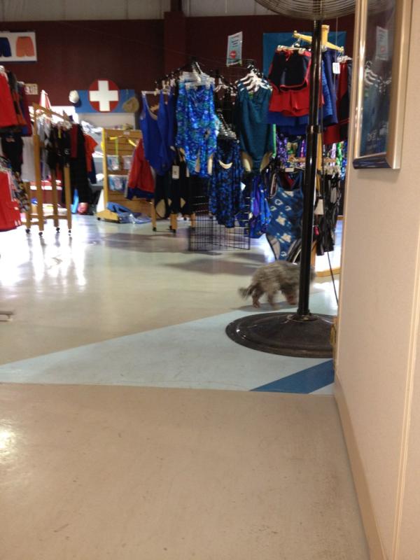 GswimCT's tweet photo. Look closely! Can you spot little Mia? The resident #GulbenkianswimINC dog!! http://t.co/h1rCe5bt