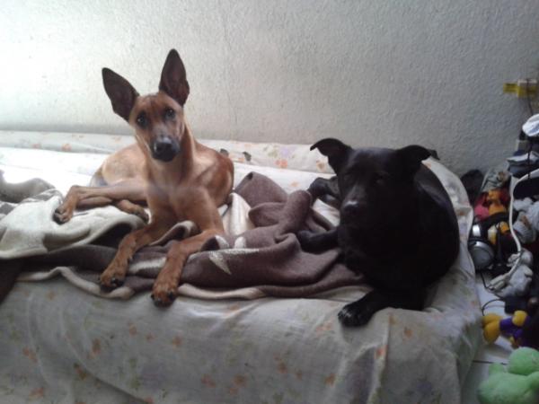 robert0_X's tweet image. Las guardianas de #UltimateLevel @radiosonicomx