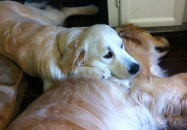SeamustheGolden's tweet photo. hey, other #goldenretrievers, if you injure your tail tip, you are in for a long recovery. amputation sucks! #poorme http://t.co/emcw6h7t