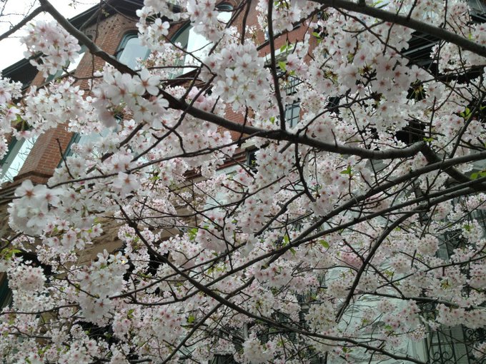 Spring is here  Xxoo http://t.co/bTCfKho2