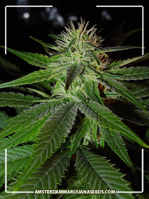 check out my site with hot new gallary http://t.co/su3MSvXS LETS #RELAX http://t.co/xxfnrbse<a href="/tag/relax"class="tags"><span>#relax</span></a>