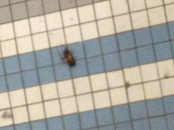 SenJackStaub's tweet image. Yummy #northproblems