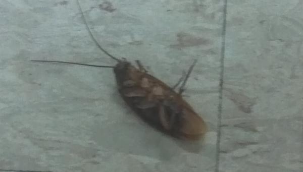 garytmills's tweet image. Coming Tuesday (fingers crossed): #roachreport (attn: @marykellipalka)