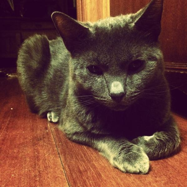 katzthecat's tweet photo. don't fuck with me. http://t.co/zf2WXM6V