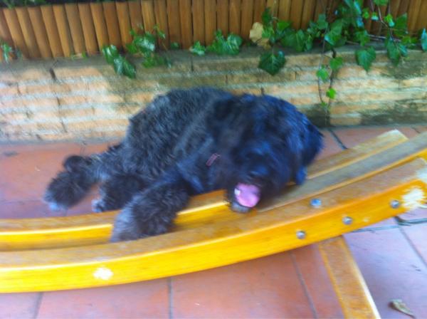 perroflamenco's tweet photo. @desafiocalleja te diría que fede es su hermano por la pinta y por lo que habla http://t.co/E3zTn4We