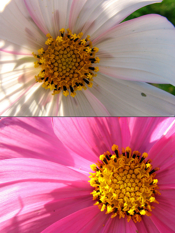 FloraMenu's tweet image. White and pink in one flower #picture #spring