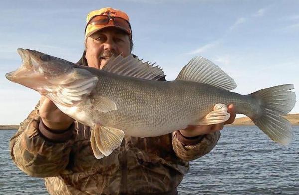 BrownsRanch's tweet photo. World Class Walleyes Fishing in the land where Pheasants are king!

http://t.co/tILAh5sd http://t.co/wYUbLGSF