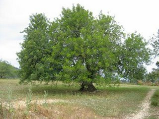 pepeserer's tweet photo. http://t.co/THxhV2eM