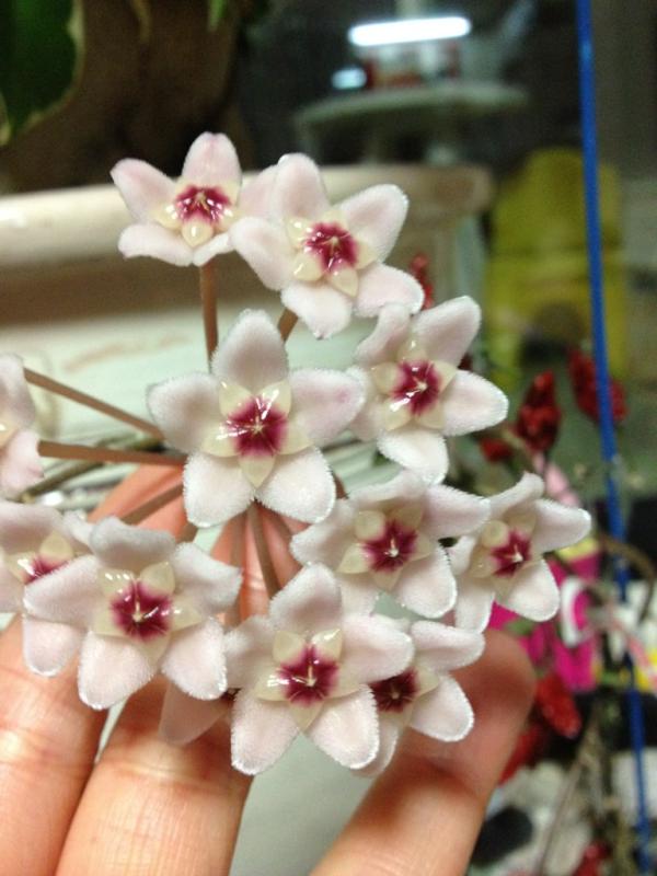 happysopy's tweet photo. 집에서 키우는 ivy 에서 꽃이 폈다..  '아이비에서 이렇게 예쁜꽃이 피다니' 행운이 오려는지 ^^ http://t.co/5K2Op8OY