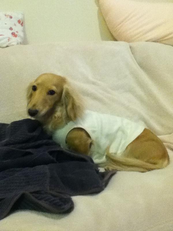 horsemanex's tweet photo. うちの愛犬でーす            
      ¥＼(☆o☆)／¥ http://t.co/jUf1R4ky