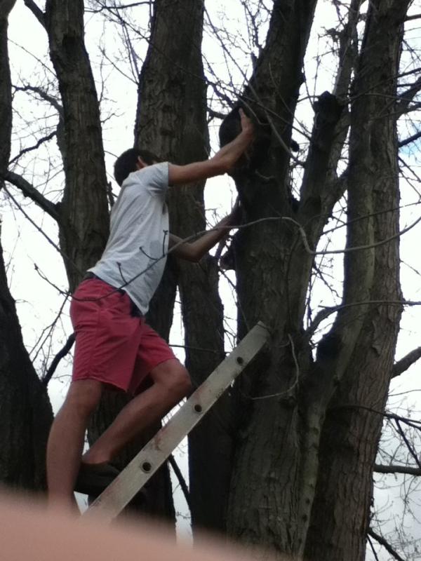 @datschance saved our cat from a tree