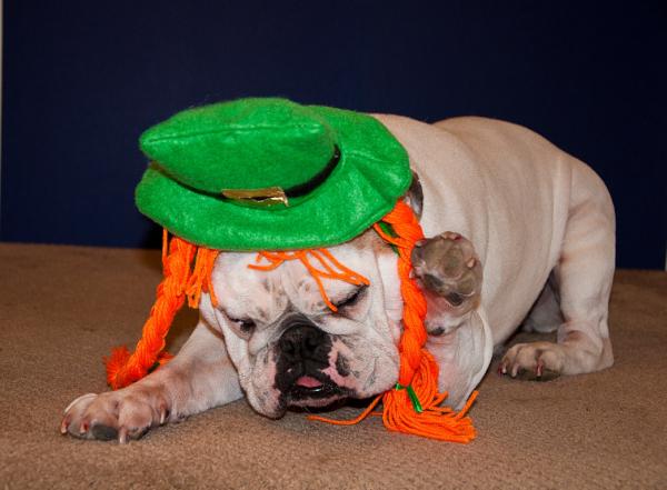 4billk's tweet photo. Happy St Patty's Day! http://t.co/t9lGvYia
