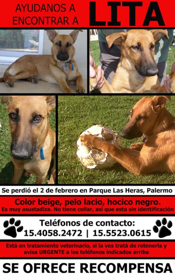 officialjoselu's tweet photo. "@Lolapippo:Lita desapareció el 2/2 de Charcas y J.Alvarez Paler,mest,beige,70 cm, 1540582472, grac http://t.co/NoVnEUvB"@mascoperdidas