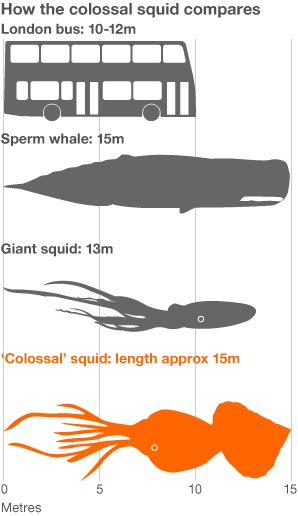 Giant Squid Size Chart