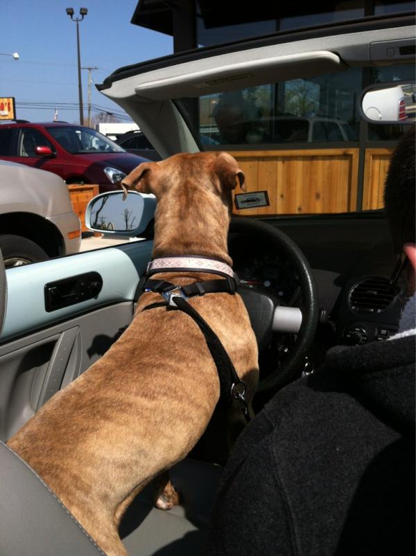 ShitSadieEats's tweet image. Took the #Beatlebug out today. I've decided I like convertibles. #pitbullpower!