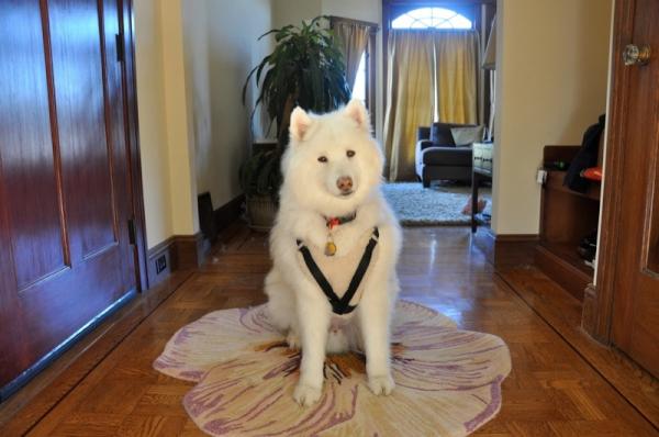 mikechansf's tweet photo. Smiley says hi http://t.co/nCDNCvyC