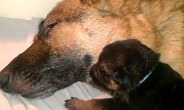Arnolda1964's tweet photo. Niet bij weg te slaan, zo lief die pups... http://t.co/6iRtvdiO