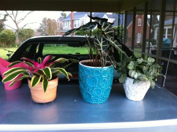 rachbrink's tweet image. New buddies for my apartment! #makingitahome