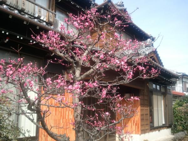 LYON1950's tweet photo. やっと？実家の梅が咲き始めてました☆まだ少し寒い日があるけど…春がやってきたと実感o(^o^)o http://t.co/JvJkz6RX