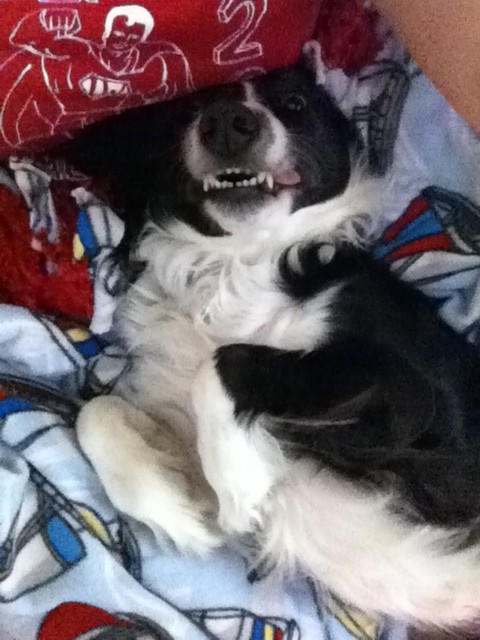 rchmcln7's tweet image. @JAN1N3DUNN my dog always looks like he's wearing a suit. oh and he smiles. #classydogs