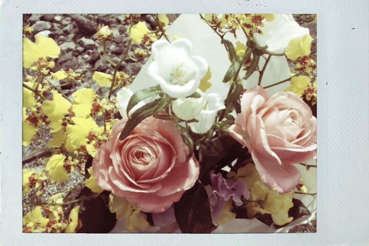 ぽぽ カンパニュラ 花言葉は感謝と後悔 Http T Co F0alkspr