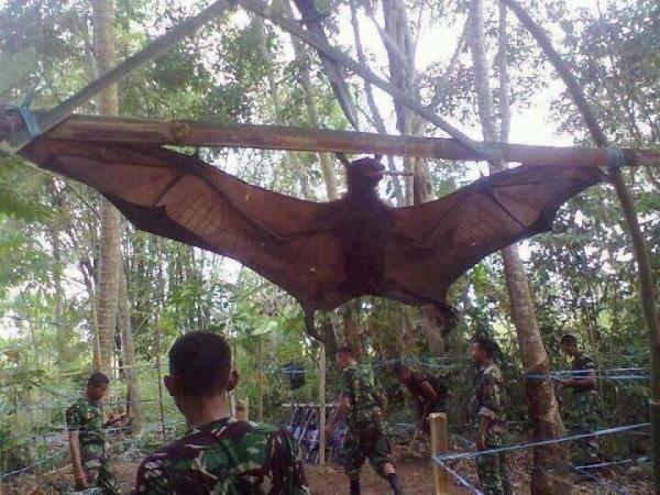 ran671's tweet image. @joerogan checkout this huge bat they caught in the Philippines. #whoa