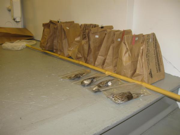 HooperAmyK's tweet image. RT @FLAP_TO Lots of #birds downtown today - count stands at 34  // #windowcollisions #buildingcollisions #migration