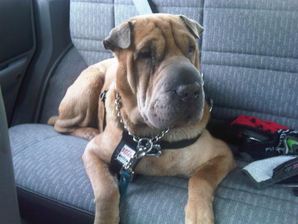 Grrr_Romney's tweet photo. Woof! RT @IMStixy @Grrr_Romney Hi! My name is Jada. #IRideInside! & Always with a Seatbelt! http://t.co/YgiBWHzP http://t.co/wo81gDrt