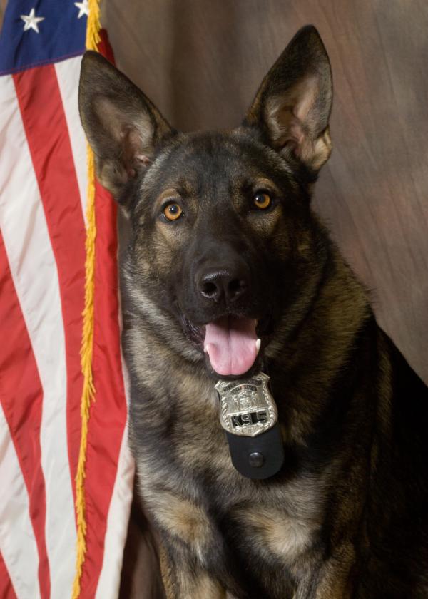 SafeSecureFox's tweet image. Meet Robbie! One of the Hudson Valley's finest K-9's! You can catch a live demo of the Poughkeepsie K-9's tomorrow!