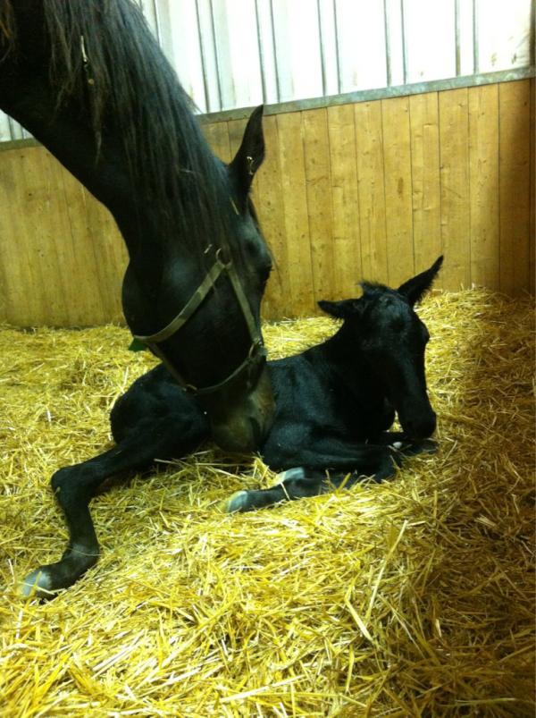 TwinbrookFarms's tweet photo. Mimicry Hanover and her Bettors Delight colt born at 11:40! Sets the count to 9 colts and 1 filly! http://t.co/b04GJvuv