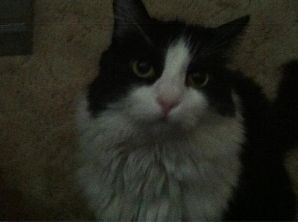 grayxfox_'s tweet image. @BriiOlive she's a Lowkey spy sent too kill me 👀😷 #isware