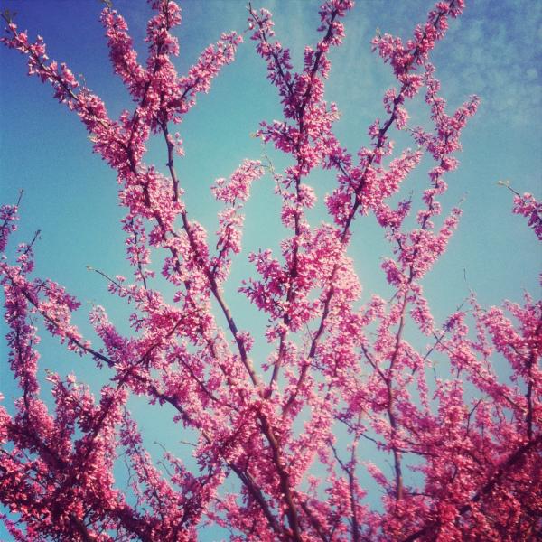 MLKinDC's tweet image. Japanese Cherry Blossom is trending. Here's my view from #DC