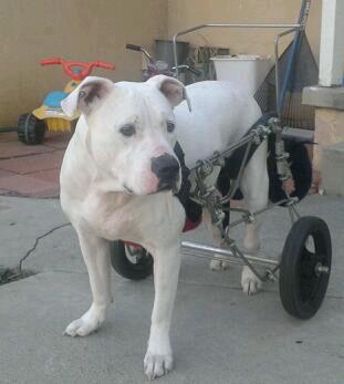 my baby boy and his new wheels http://t.co/zzoncxV1<a href="/tag/naturalbeauty"class="tags"><span>#naturalbeauty</span></a><a href="/tag/porn"class="tags"><span>#porn</span></a><a href="/tag/fetish"class="tags"><span>#fetish</span></a><a href="/tag/curvesfordays"class="tags"><span>#curvesfordays</span></a><a href="/tag/bbw"class="tags"><span>#bbw</span></a>
