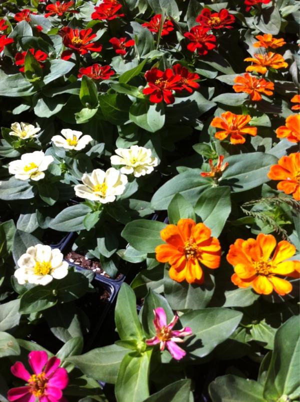 New Nurseries Austin (NewNurseryAtx) Twitter