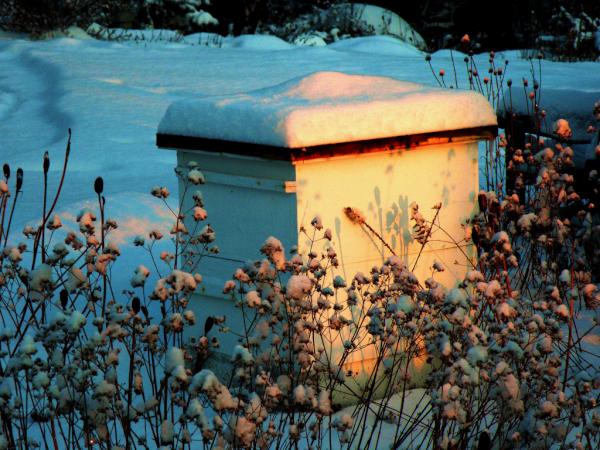 wild_graces's tweet photo. Watch out for Poo. It's bee season. http://t.co/x0OjkshQ