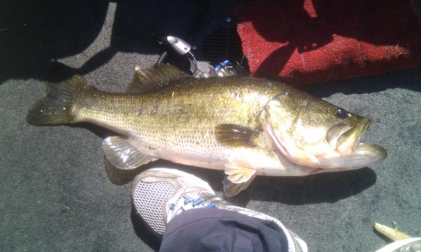 Terry Butcher tweet media