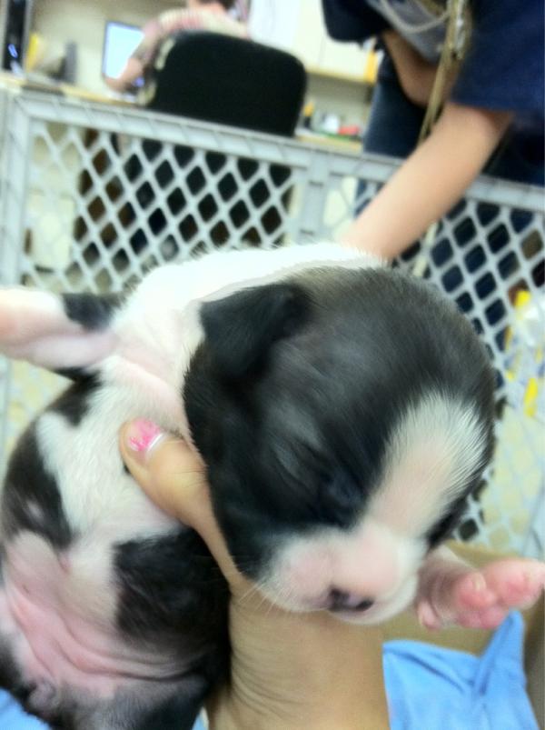 magg_simp4's tweet photo. My baby girls puppy!!😍 she a GOOD mommy http://t.co/NUH8vc42